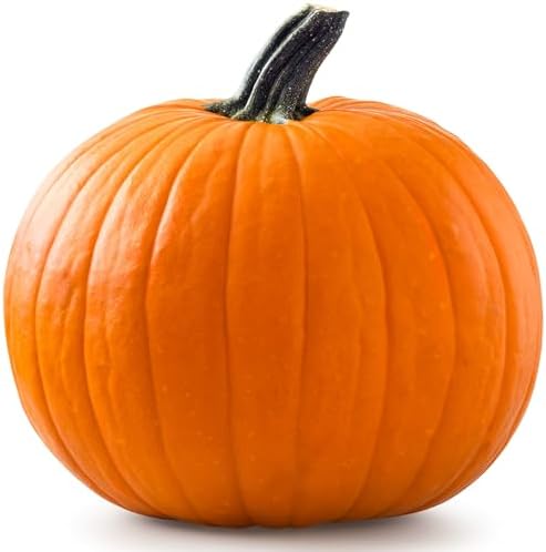 20 Pumpkin Seeds for Planting - Big Max - Heirloom | Non-GMO | USA Grown | Grows Big Giant Pumpkins up to 100 lbs! Grown for Pies and Halloween Jack O Lanterns by RDRSeeds