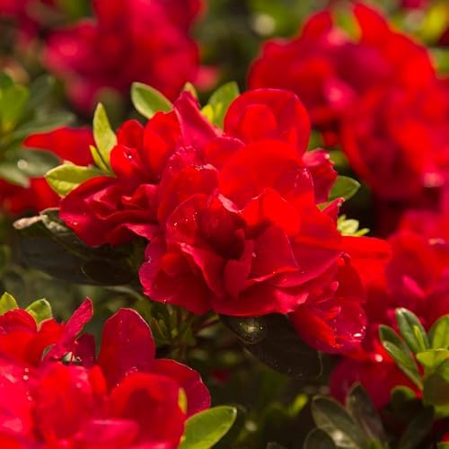 Perfect Plants Autumn Bonfire Encore Azalea, 1 Gallon, Live Plant - Image 6