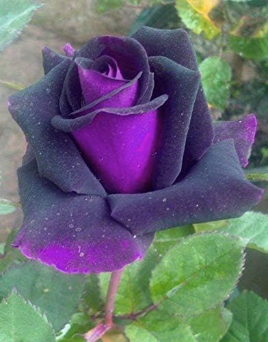 Bonsai Roses 30Pcs Germany Rare Purple Dragon Rose Seeds Flowering Plants by seedsofstrength