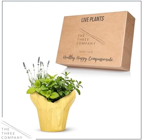 Herb Combo - Stress Reliever, Lemon Balm, Lavender & Mint, Aromatic Plant Collection in Deco Cover, 12" Tall by 6" Wide in 1.25 Qt Pot - Image 4