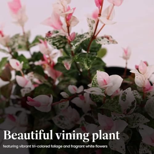 American Plant Exchange Snow & Summer Jasmine – 6-Inch with Pot – Live Fragrant Flowering Climbing Vine, Ideal for Trellises, Garden Beds, or Patio Decor - Image 4
