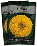 Sow Right Seeds - Canary Bird Zinnia Seed for Planting Flowers Outdoors 2pk by SowRightSeeds