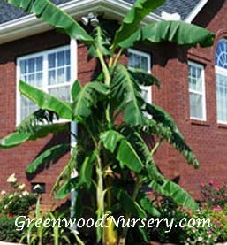 Greenwood Nursery: Live Perennial Plants - Musa Basjoo Cold Hardy Banana - [Qty: 2X Pint Pots] - (Click for Other Available Plants/Quantities) - Image 3
