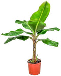 Tropical Plants of Florida Dwarf Cavendish Banana Tree Live Plant 3 Gallon Nursery Pot, 28 to 38 Inch Tall Edible Banana Plant, Tropical Patio Outdoor Tree by TropicalPlantsofFlorida