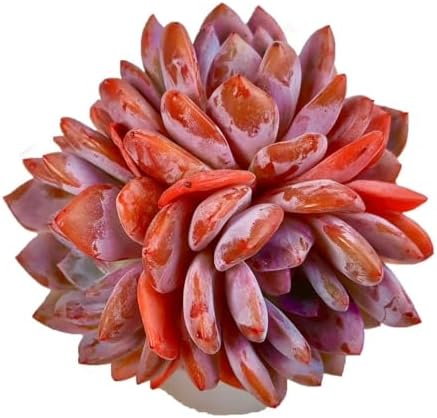 Echeveria Orange Monroe Rare Live Succulent, Multi-Head Rosette Succulent, 3-4 Heads 3.5 Inch Bare Root Live Plant, No Pot Soil, Easy Care Indoor Houseplant, Outdoor Plant Party Decoration by FWPP