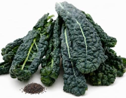 1000 Lacinato Kale Seeds for Planting - Tuscan Heirloom Dinosaur Kale, Non-GMO, USA Grown by RDR Seeds by RDRSeeds