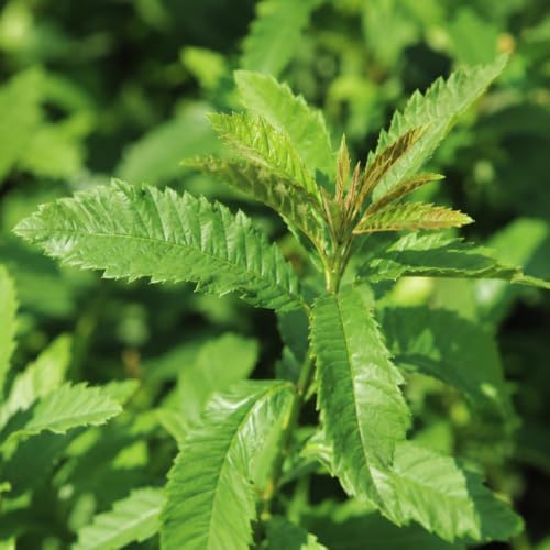 Wax Myrtle Don's Dwarf I 10 Live Plants I Myrica Cerifera | Compact Evergreen Shrub with Aromatic Foliage, Ideal for Small Spaces, Hedges, & Landscape Accents - Image 3