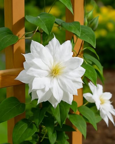 Perennial Farm Clematis 'Duchess of Edinburgh' Hybrid – Live Clematis Vine in 4 Quart Container, Elegant Double White Blooms, Long Blooming, Ideal for Trellises, Arbors & Classic Garden Displays - Image 3