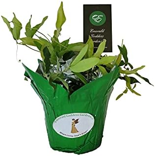 Tangerine Beauty Crossvine -Bignonia capreolata - Live Native Vine Plant - Red Orange Tubular Flower - Emerald Goddess Gardens - Starter Sz 4 Inch Pot - Image 3