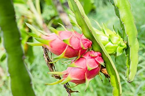 Dragon Fruit Tree - 3 Live Plants in 4 Inch Pots - Hylocereous Undatus - Edible Tropical Fruit Plant from Florida - Image 4