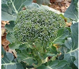 Lieutenant Hybrid Broccoli Seeds - Dark Green Crowns with Medium Sized Beads(100 - Seeds) - Image 3