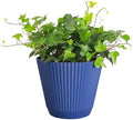 Live Hahn's Green Ivy Plant, Vining Indoor Plant, 6" Pot by ThorsensGreenhouse