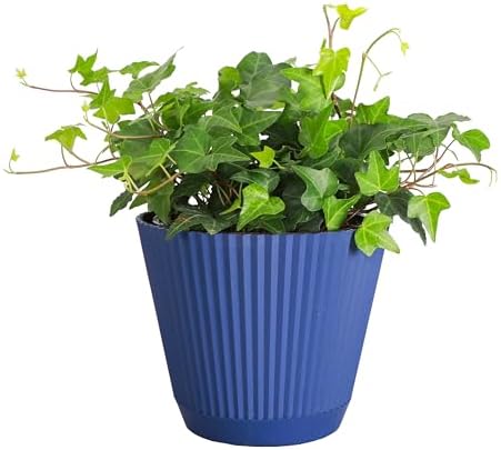 Live Hahn's Green Ivy Plant, Vining Indoor Plant, 6" Pot by ThorsensGreenhouse