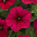 Eden Brothers Petunia Seeds - Wave Carmine Velour by EdenBrothers