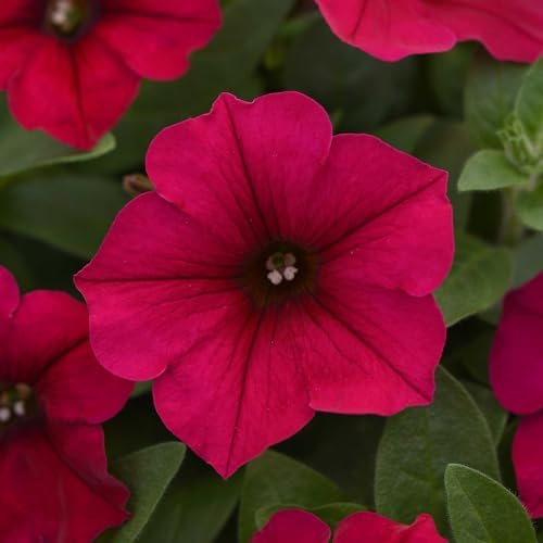 Eden Brothers Petunia Seeds - Wave Carmine Velour by EdenBrothers
