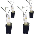 West Indian Lemongrass - 4 x 2 inch Cups by DaisyShip