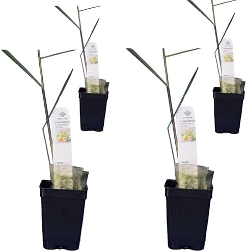 Daisy Ship West Indian Lemongrass - 4 x 2 inch Cups by DaisyShip