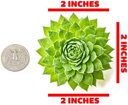Sempervivum Succulents Plants Live Indoor Plants (5PK), Sempervivum Plants Live Houseplants, Hen and Chicks Live Plants Indoor House Plants, Rosette Succulent Plants in Plant Pots by Plants for Pets - Image 5