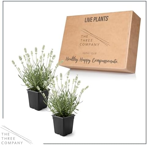 Lavender (2 Pack) - White Blooms, Live Fragrant & Aromatic Flowering Perennial, 10" Tall by 5" Wide in 1 Qt Pot - Image 5