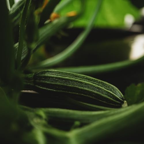 Costata Romanesco Zucchini - 25 Heirloom Zucchini Seeds, Thresh Seed Co. - Image 7