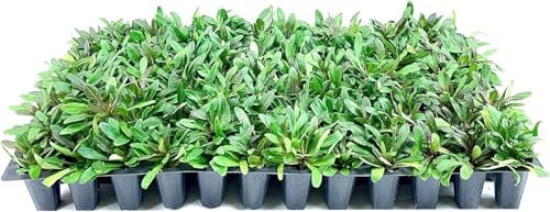 Chocolate Chip | 3 Live Plants | Ajuga Reptans | Ground Cover, Trailing Perennial, Low Maintenance, Shade Tolerant, Drought Tolerant, Vibrant Foliage, Easy to Grow, Evergreen, Fast Spreading by FloridaFoliage
