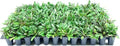 Chocolate Chip | 3 Live Plants | Ajuga Reptans | Ground Cover, Trailing Perennial, Low Maintenance, Shade Tolerant, Drought Tolerant, Vibrant Foliage, Easy to Grow, Evergreen, Fast Spreading by FloridaFoliage