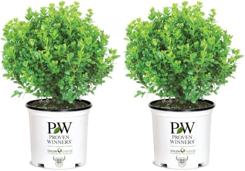 Proven Winners 2 Gallon Sprinter Boxwood (Pack of 2) by ProvenWinners