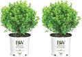 Proven Winners 2 Gallon Sprinter Boxwood (Pack of 2) by ProvenWinners