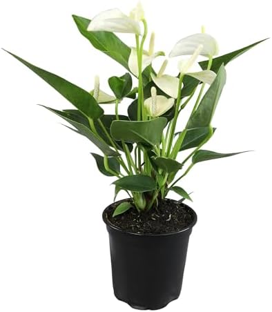 White Anthurium Live Plant (Approx. 11-14" Tall), Real Flowers/Unique House Plants in 4" Nursery Pot, Floral Desk Plant, Air Purifying Plants & Cool Gifts for Plant Lovers by Plants for Pets by PlantsforPets