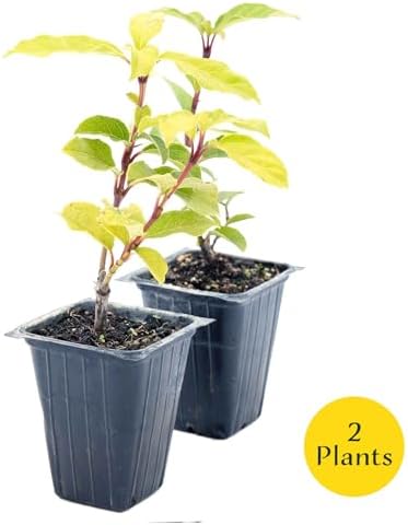 2 Spring Bouquet Viburnum Plants in 3.5" Cubes | Live Evergreen Shrub with Fragrant Pink-White Flowers | Landscape Plant for Hedges, Borders & Containers (Viburnum tinus 'Spring Bouquet') - Image 2