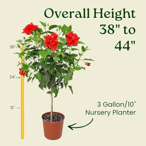 Live Hibiscus Plant - Tropical Flowering Tree - Red Double Flower - Overall Height 38" to 44" - Tropical Plants of Florida (Plant Only) - Image 3