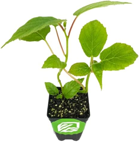 Vincent Female Kiwi Live Vine Plant - Actinidia chinensis by Wellspring Gardens - Grow Your Own Kiwi Fruit Vines on a Fence, Container or Trellis - Starter Plant - Image 3