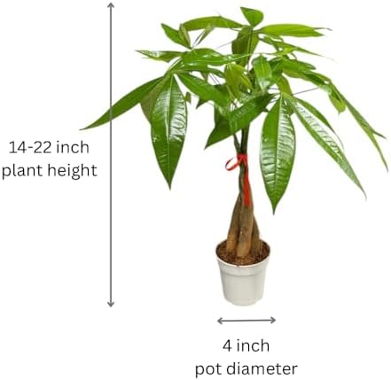 Money Tree Live Indoor Plant | 14-22 Inches Tall Bonsai | Easy to Grow Houseplant | Home, Office, or Room Decor | Birthday, Housewarming Gift in 4 Inch Pot - Image 4