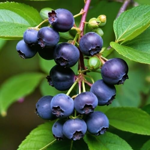 2 Black Huckleberry Bushes Live Plants, Cold Hardy Berry, 4 Inch Pot - Image 2