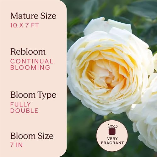 Heirloom Climbing Roses, Live Own Root Plant, Créme de la Créme - Image 6