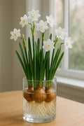 4 Paperwhite Bulbs for Growing - Fast Flowering, Fragrant Winter Flowers– Easy Holiday Forcing, Gifts & Home Decor – Hostess Gift, Favorite Things Party, Office Exchange by CZGrain
