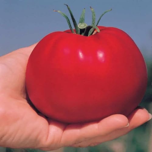 Park Seed Variety of Tomato Seeds, Whopper CR Improved Hybrid, Pack of 30 - Image 6