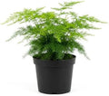 4 Inch Pot Asparagus Fern Live Plant, Soft Feathery Foliage, Easy Care Indoor Houseplant by Unknown