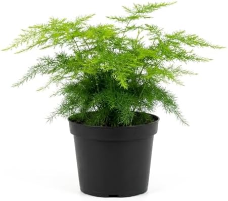 4 Inch Pot Asparagus Fern Live Plant, Soft Feathery Foliage, Easy Care Indoor Houseplant by Unknown