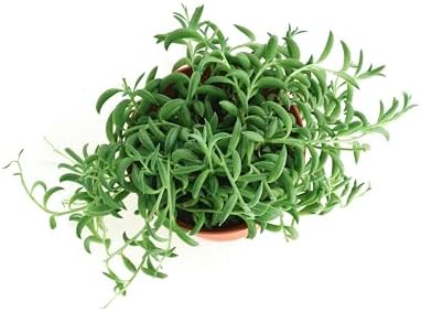 Shop Succulents String of Bananas Hanging Succulent, Senecio Radicans, Fully Rooted Live 4" Succulent Plant, Low Maintenance Indoor Plant, Trailing Succulents, Gift & Garden - Image 3