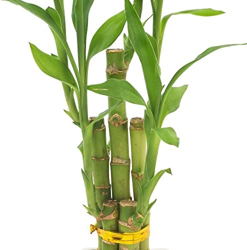5-Stem Lucky Bamboo, Live Indoor Plant in Contour II Ceramic Planter for Home, Work, or Gift, White ***Cannot Ship to Hawaii*** - Image 4