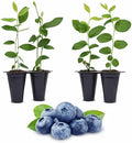 Live O'Neal Blueberry Plants (4 Pack) – Southern Highbush Blueberry Bushes Live for Planting, Exceptional Flavor, Early Harvest, Suitable for Diverse Climates by FamPlants