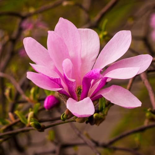Ann Magnolia Flower Tree Live Plant, Spring Bloom Tree, 2.5'' Pot - Image 2