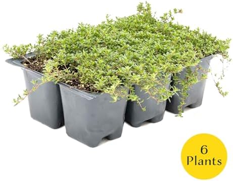 6 Red Creeping Thyme in 2.5" Cubes | Live Fragrant Evergreen Groundcover with Bright Purple-Pink Blooms | Low-Growing Perennial Herb for Containers, Pathways & Landscaping (Thymus praecox ‘Coccineus’) - Image 4