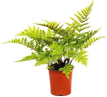 American Plant Exchange Live Autumn Fern – 6-Inch Pot – Hardy Shade-Loving Fern with Copper-Toned New Growth, Easy Care Plant for Outdoor Gardens, Patios, Containers & Woodland Landscapes by AmericanPlantExchange