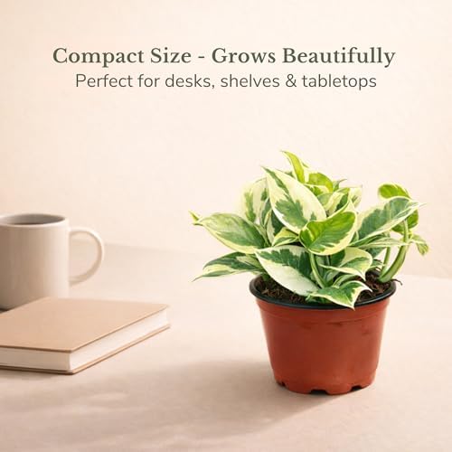 Pothos N'Joy Live Plant, 4 Inch Variegated Indoor Houseplant - Image 5