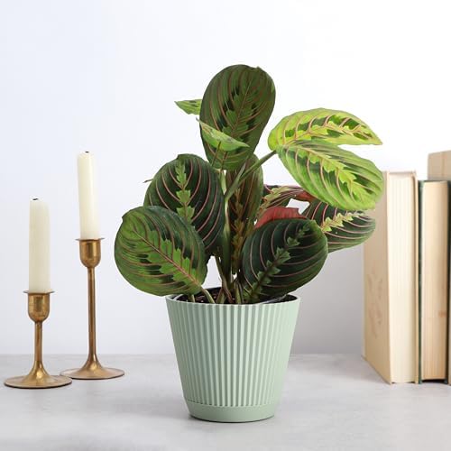 Live Red Prayer Plant, Pet Friendly, Easy to Grow, 4" Diameter Pot - Image 3