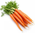 1000 Tendersweet Carrot Seeds for Planting - Heirloom, Non-GMO, USA Grown - By RDR Seeds by RDRSeeds