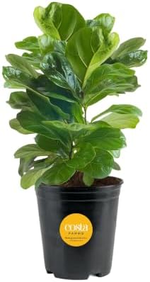 Costa Farms Fiddle Leaf Fig, Live Indoor Plant, Floor Plant, Statement Tree by Unknown