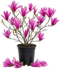 Ann Magnolia Flower Tree Live Plant, Spring Bloom Tree, 2.5'' Pot by Unknown